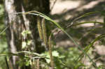 Fringed sedge